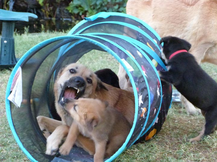 chinook dog